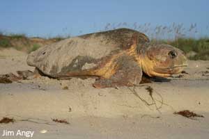 JimAngyLoggerheadReturning