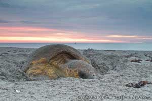 nesting-loggerhead-lazaro-ruda-300x200