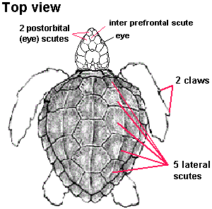 loggerhead-id